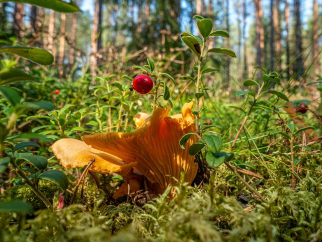 Les champignons qui boostent le cerveau : conseils pratiques