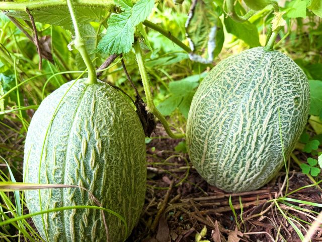Les bienfaits méconnus des graines et de la peau de melon